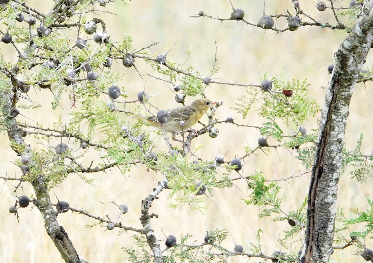 Speke's Weaver - ML646589935