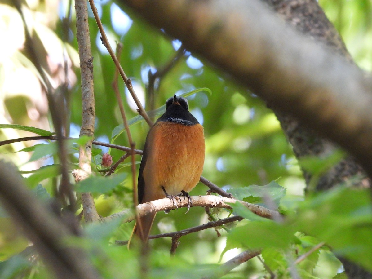 חכלילית סיבירית - ML646589936