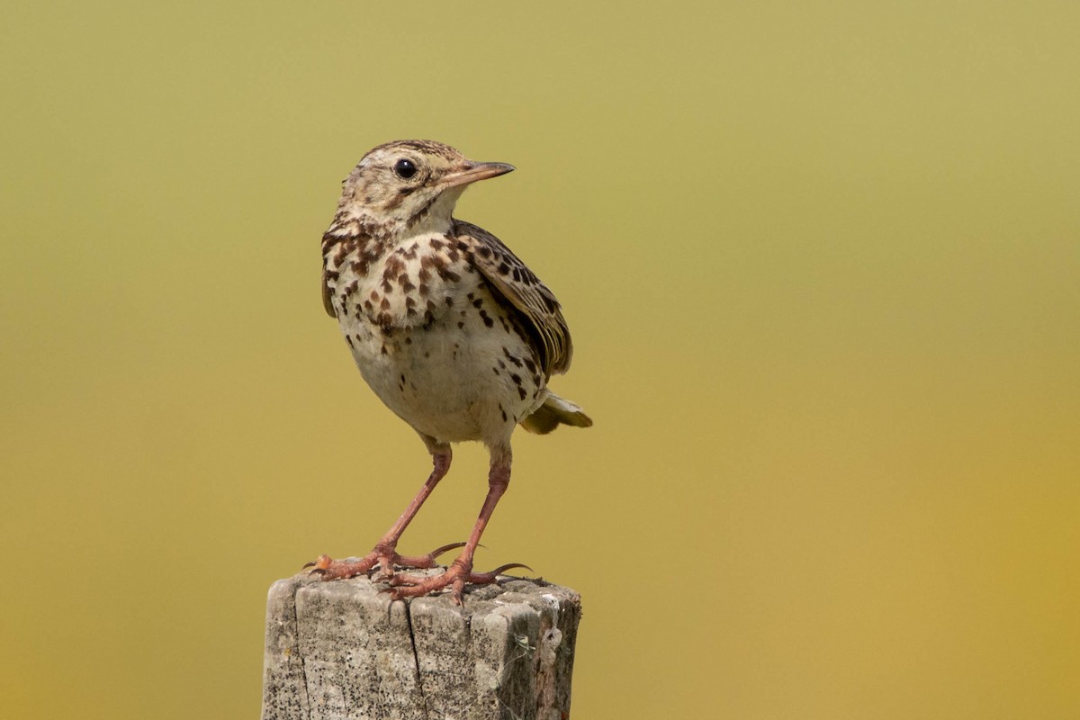 Патагонский конёк - ML646589938