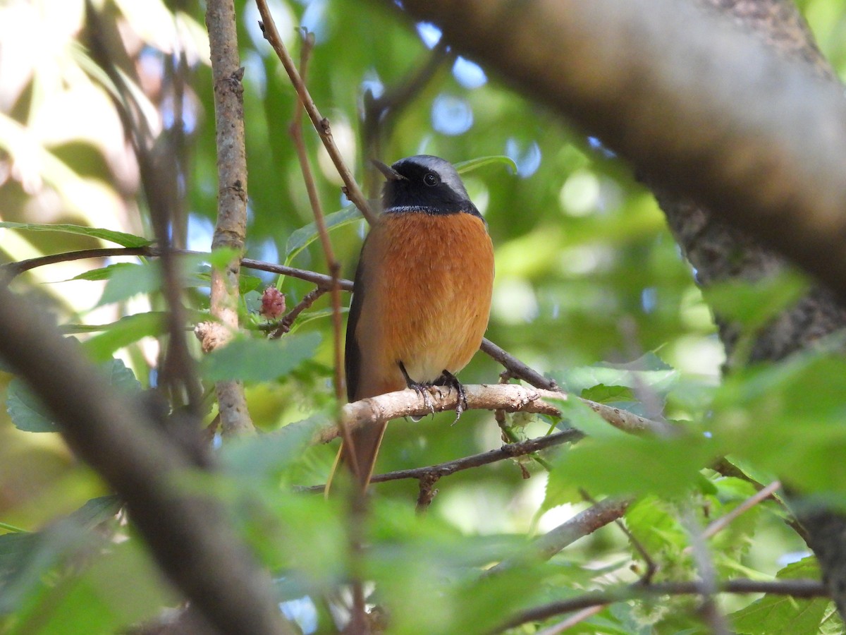 חכלילית סיבירית - ML646589940