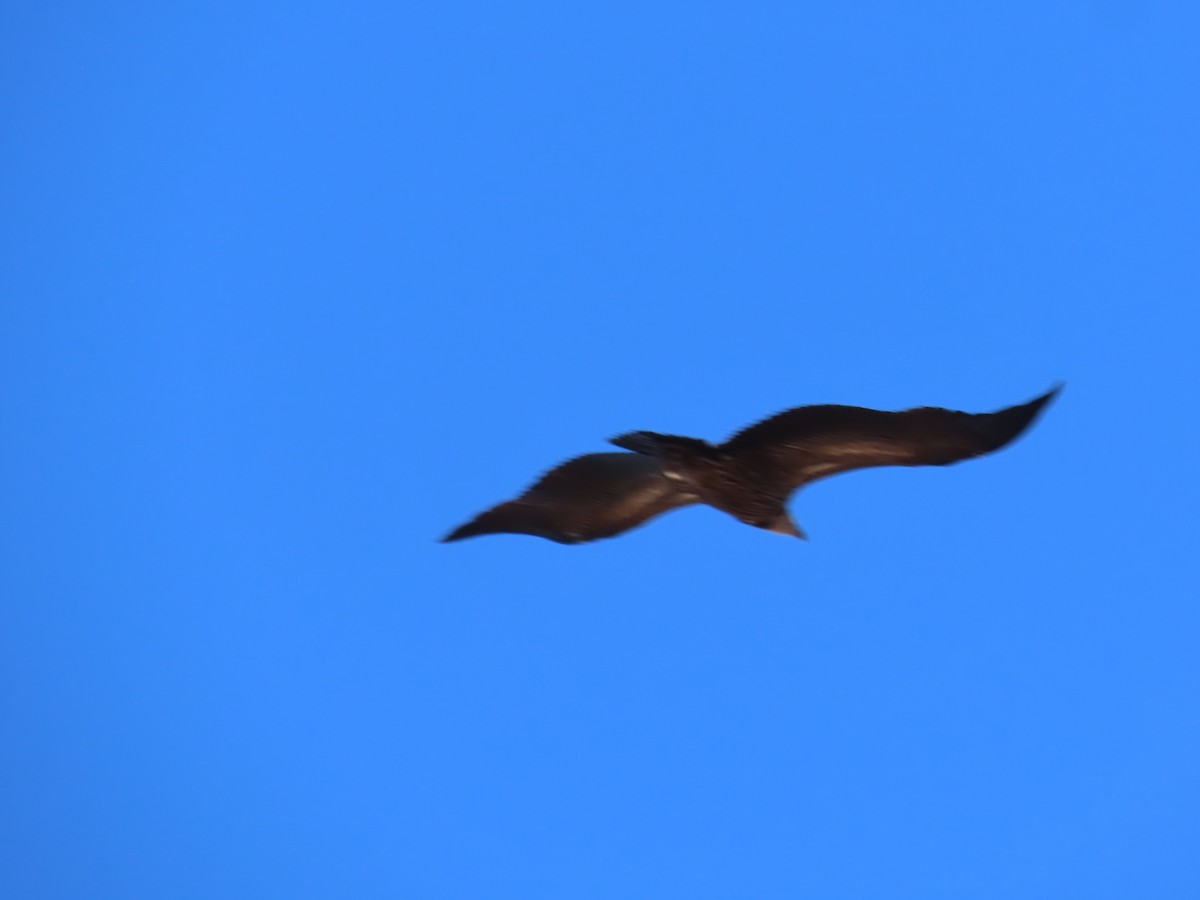 Vautour de l'Himalaya - ML646589941