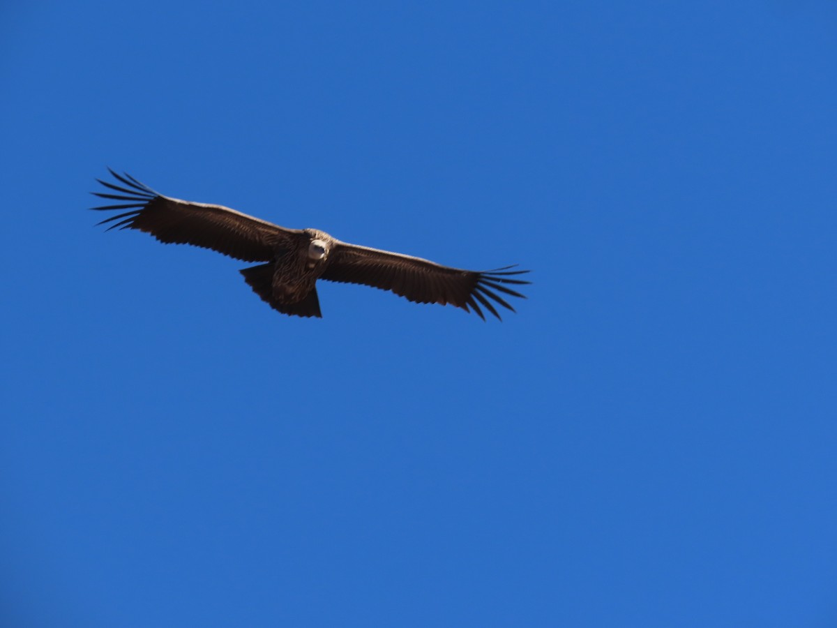 Vautour de l'Himalaya - ML646589942