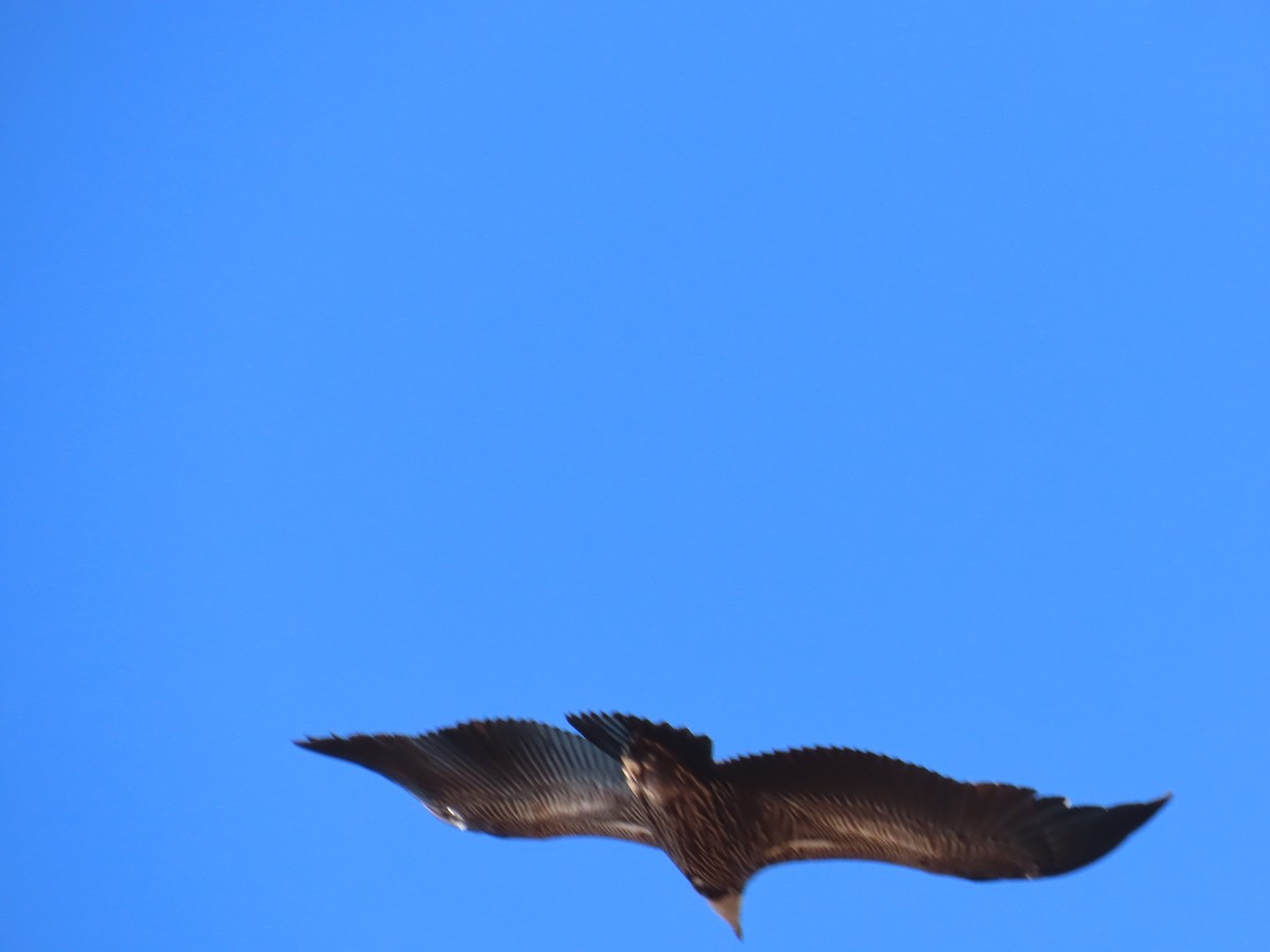 Vautour de l'Himalaya - ML646589943