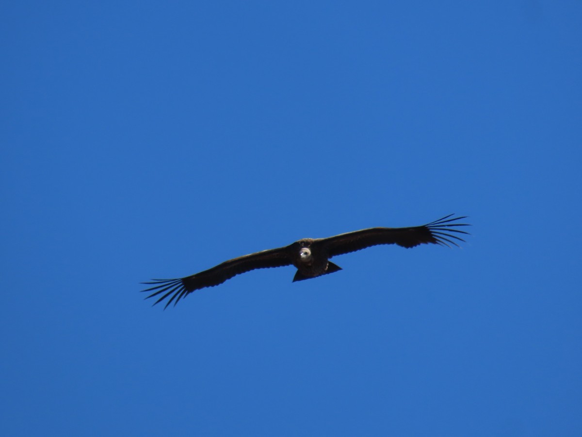 Vautour de l'Himalaya - ML646589944