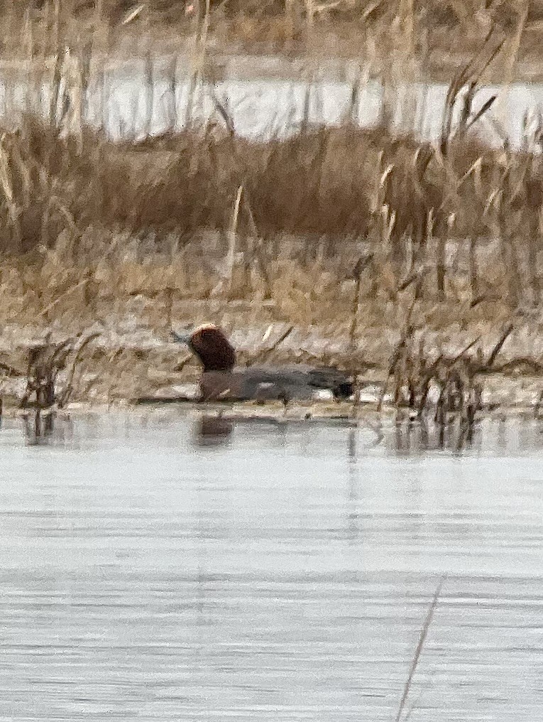 ברווז צהוב-מצח - ML646589945