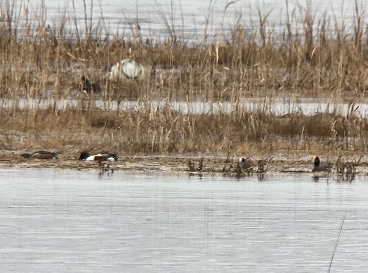 ברווז צהוב-מצח - ML646589946