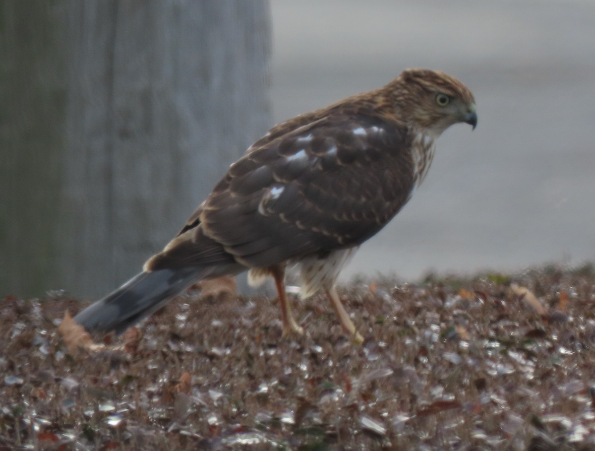 Cooper's Hawk - ML646589947