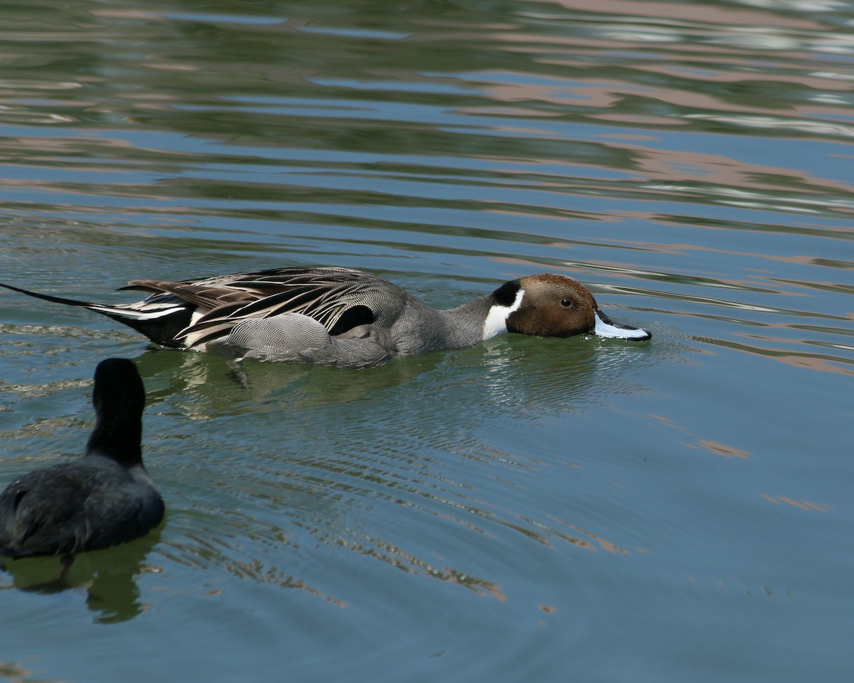 Шилохвіст північний - ML646589959