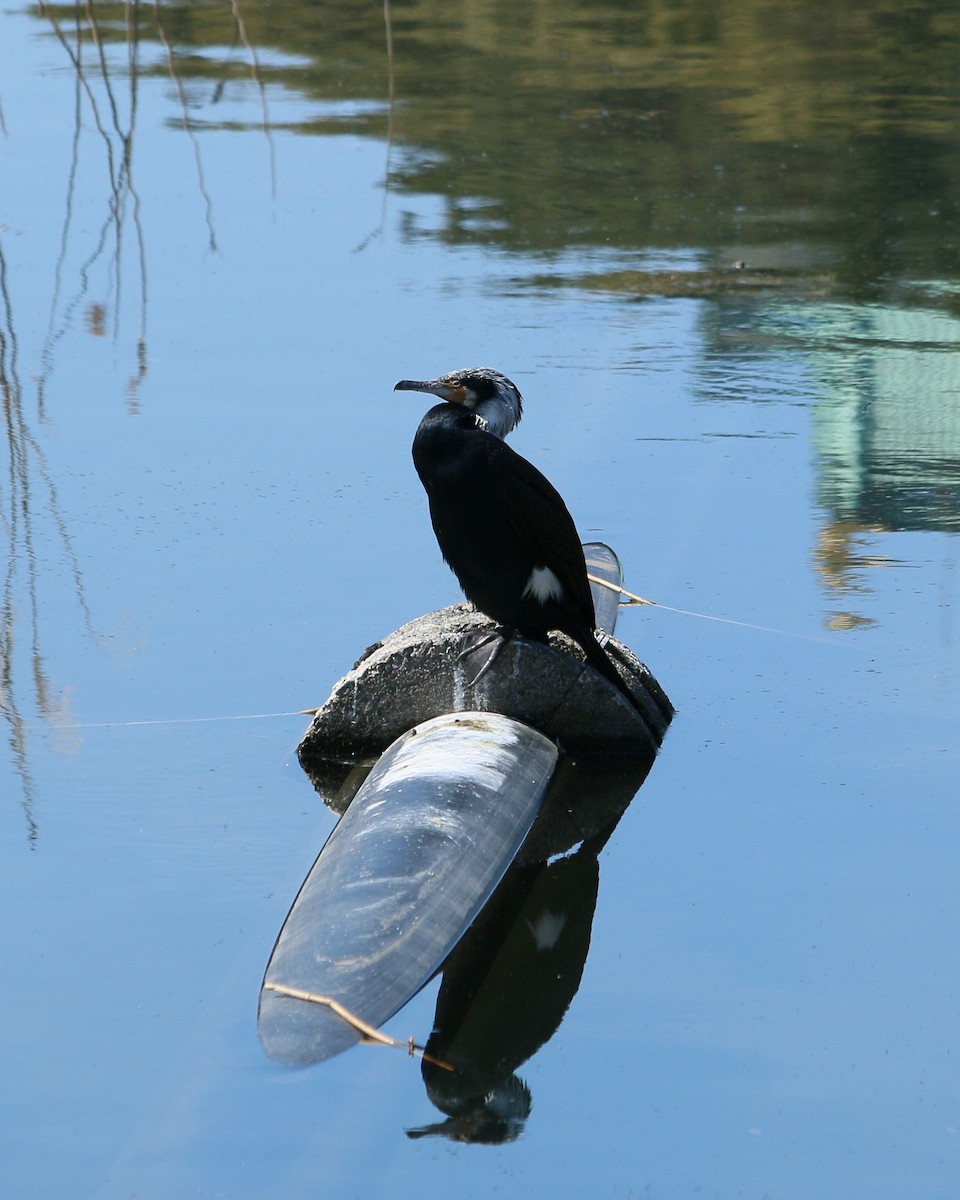 Баклан великий - ML646589968