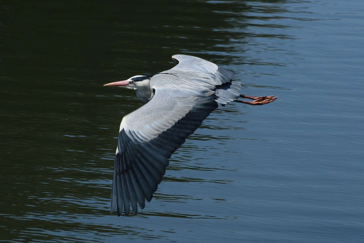 Чапля сіра - ML646589970