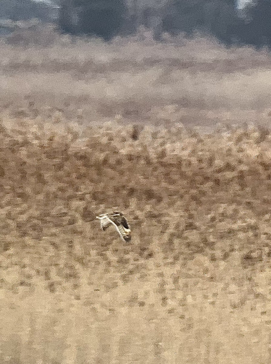 ינשוף שדות (צפוני) - ML646589972