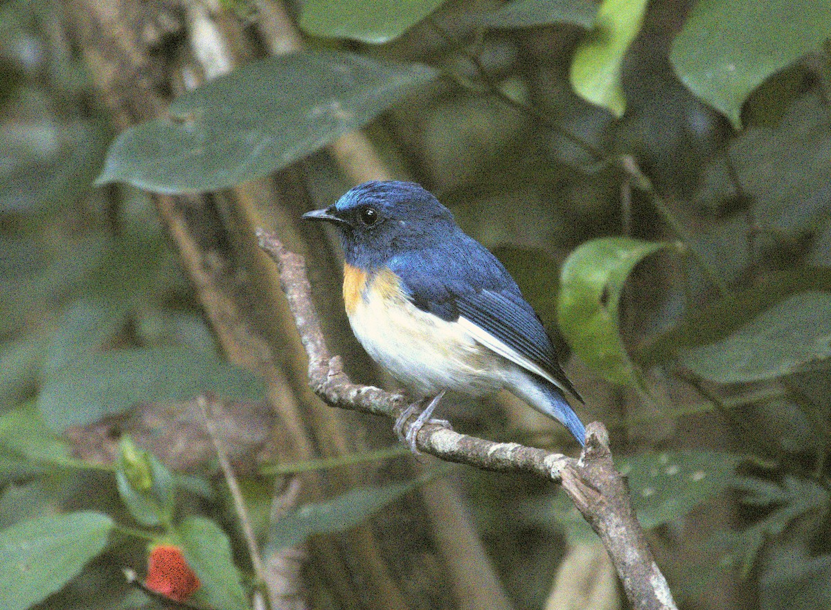 Hainan Blue Flycatcher (Western Orange-breasted) - ML646589974