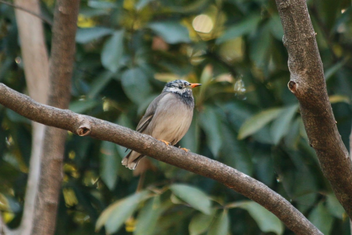 Шпак сірий - ML646589975