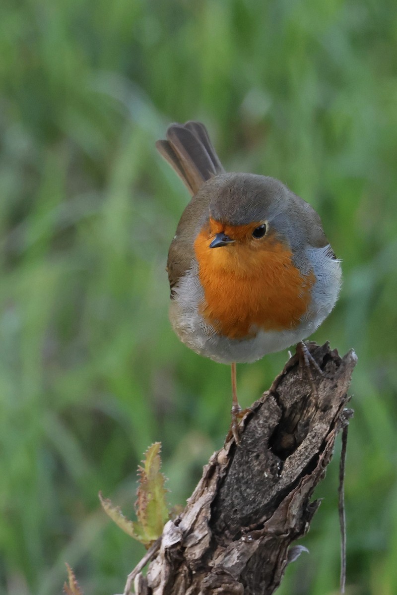 červenka obecná - ML646589976