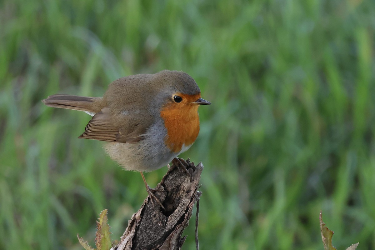 červenka obecná - ML646589977