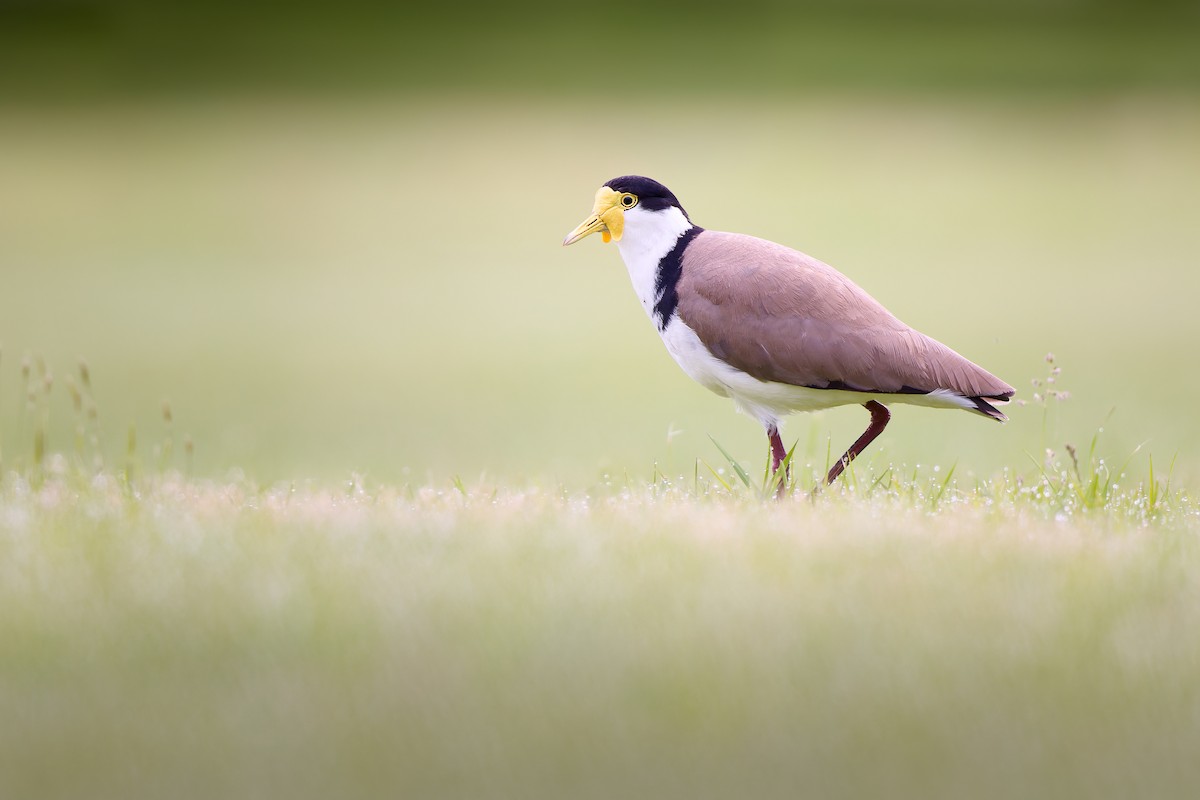 Masked Lapwing - ML646589991