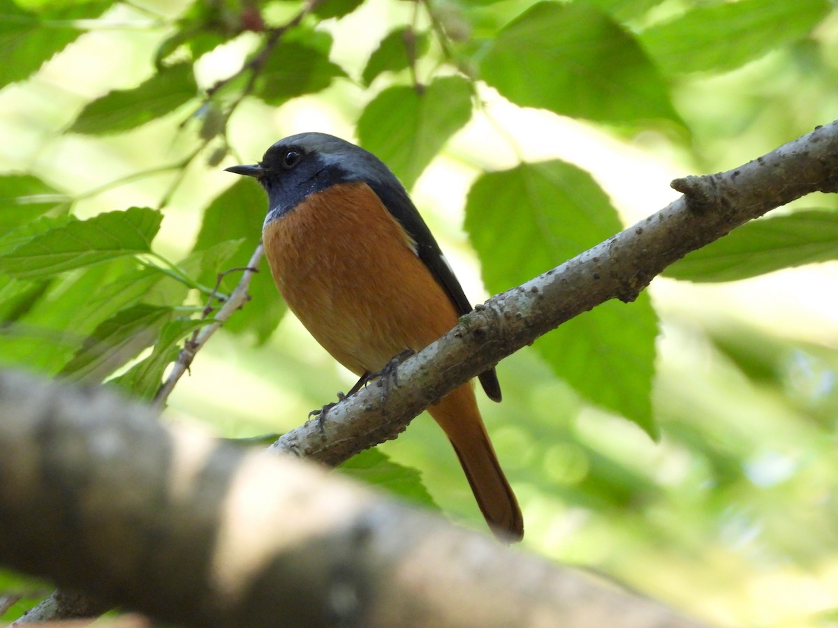 חכלילית סיבירית - ML646589992