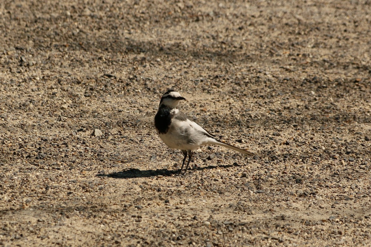 Плиска біла - ML646589993