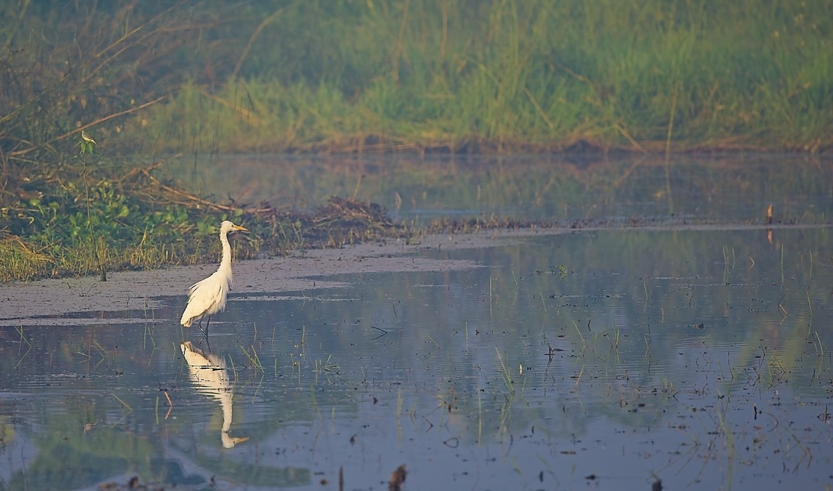 Great/Medium Egret - ML646589996