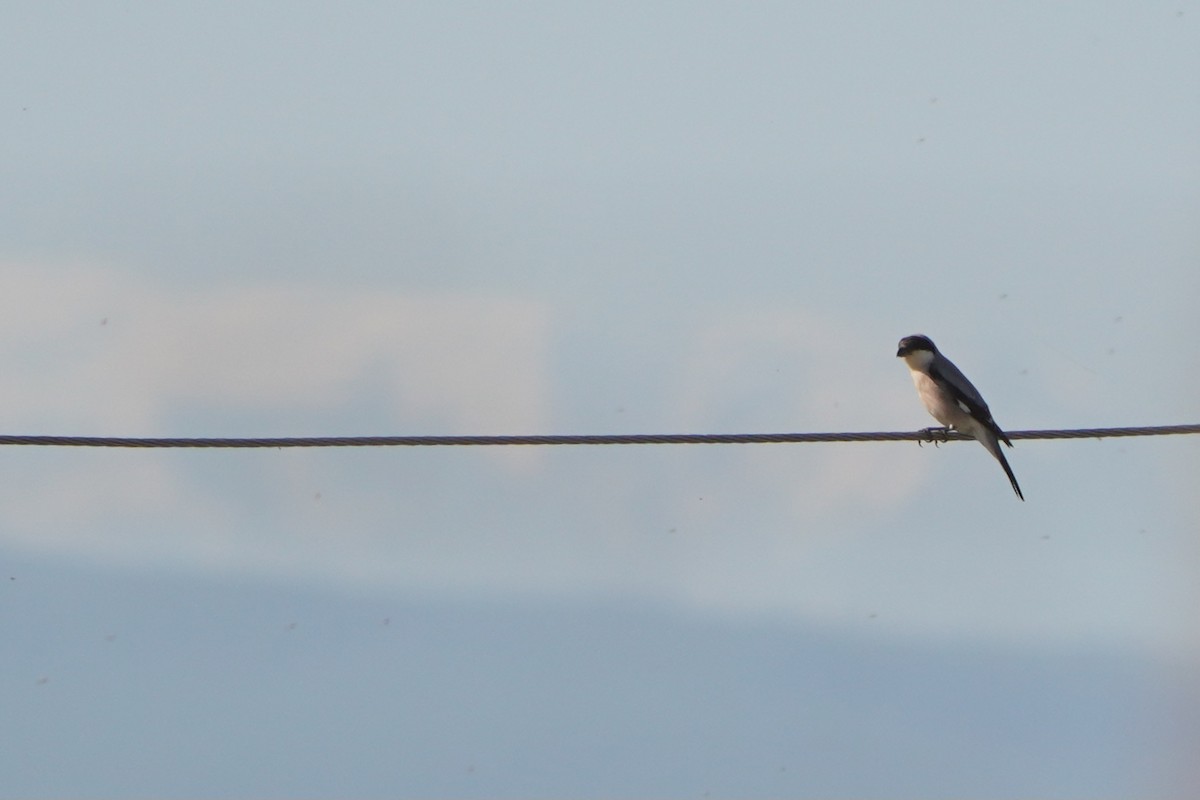 Lesser Gray Shrike - ML646589997