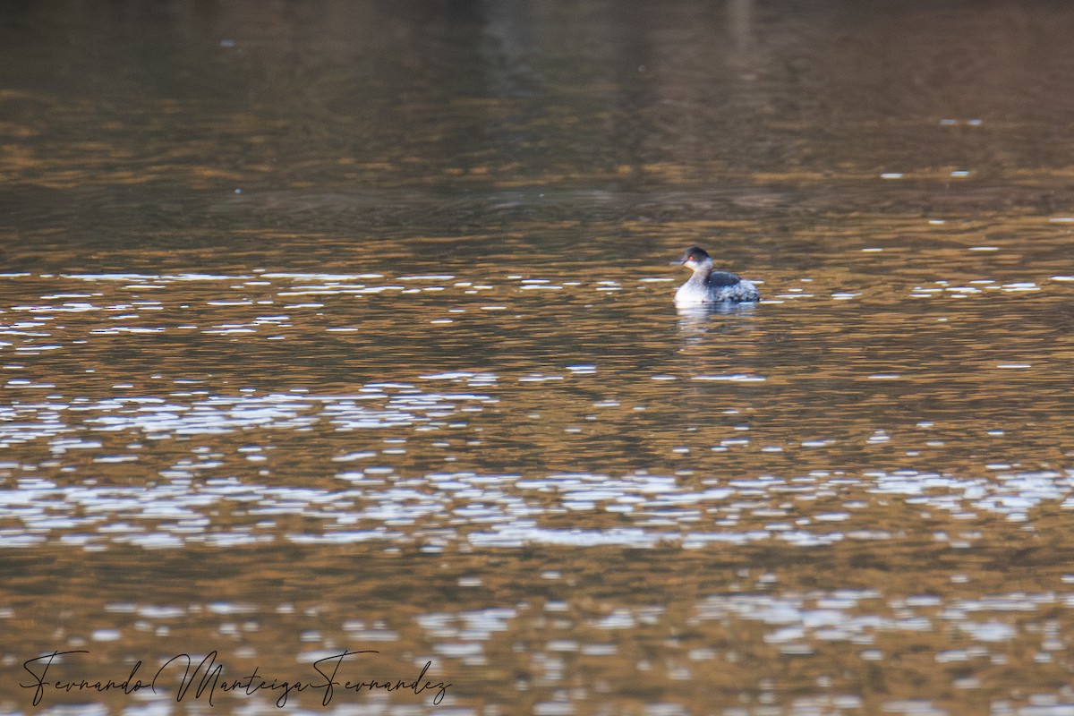 Grèbe à cou noir - ML646590001