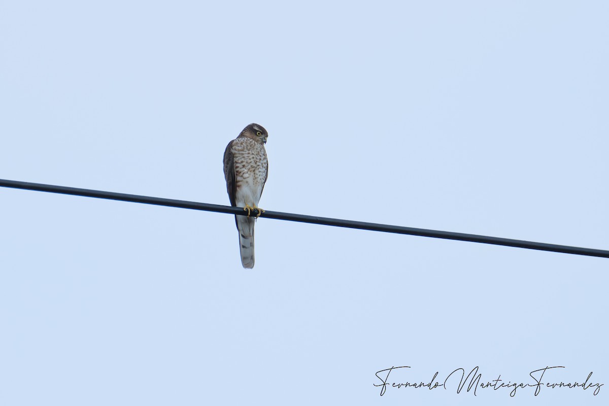 Eurasian Sparrowhawk - ML646590005