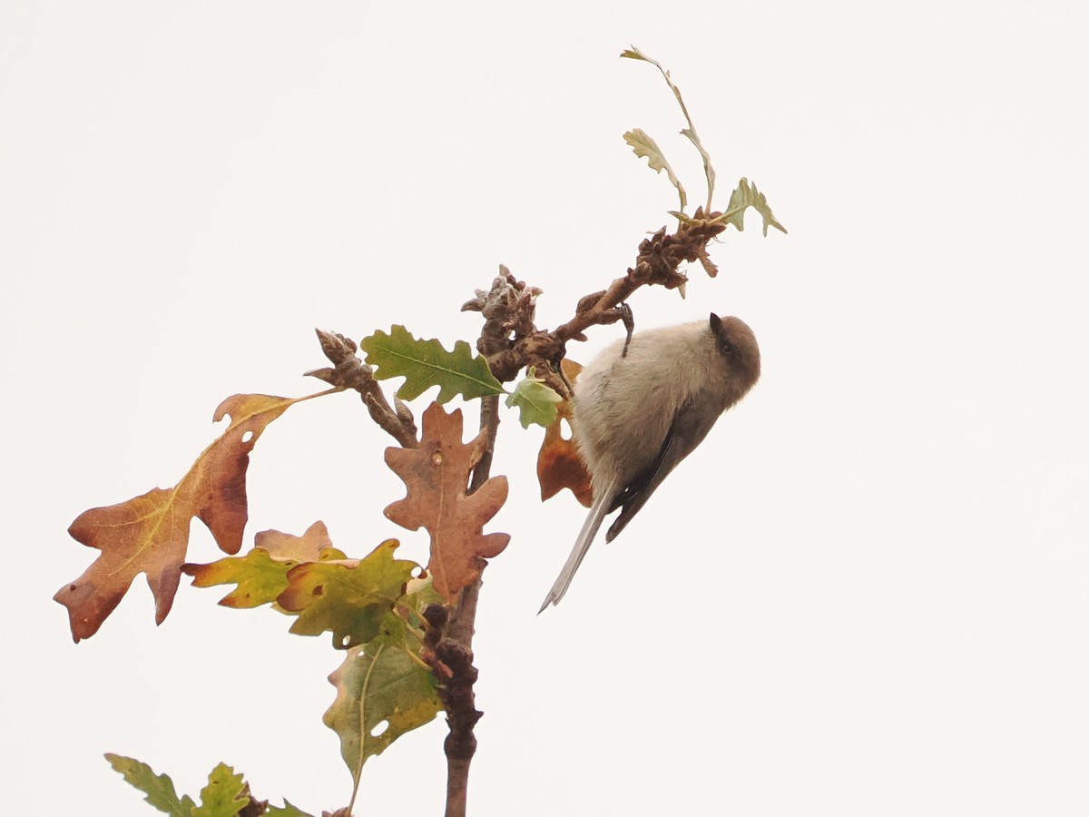 Bushtit - ML646590006