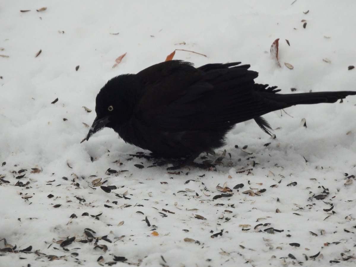 Purpurgrackel - ML646590008