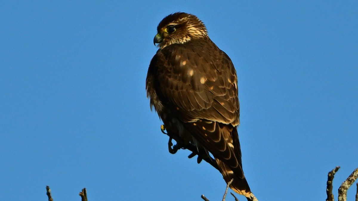 Belatz txikia (columbarius) - ML646590009