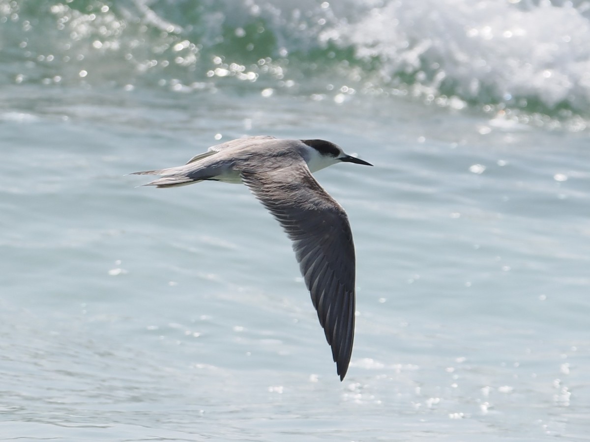 Weißwangen-Seeschwalbe - ML646590010