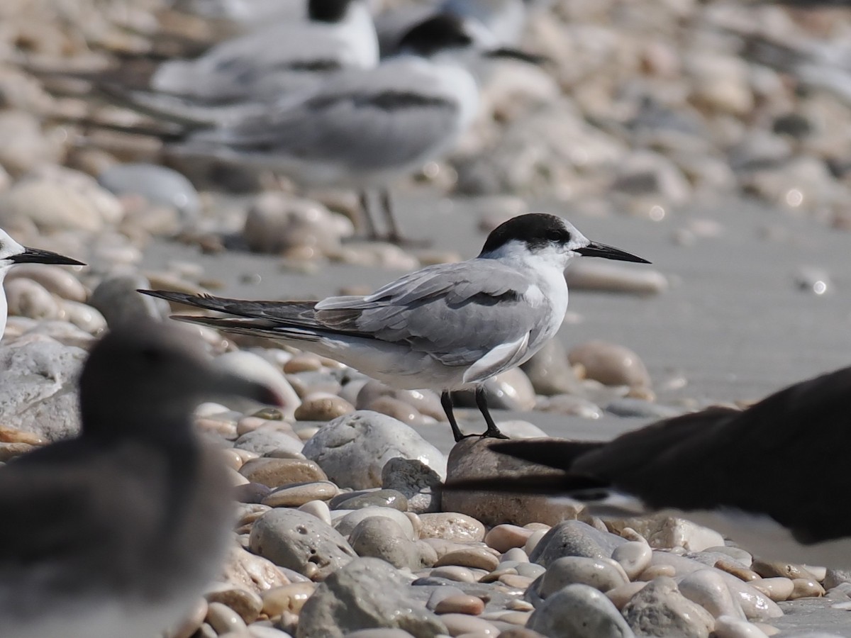 Weißwangen-Seeschwalbe - ML646590012