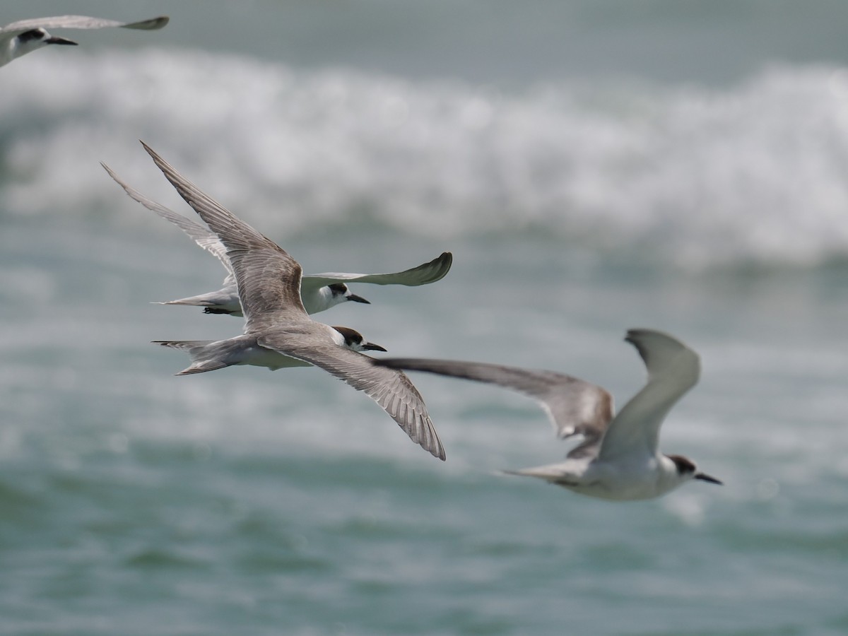 Weißwangen-Seeschwalbe - ML646590013