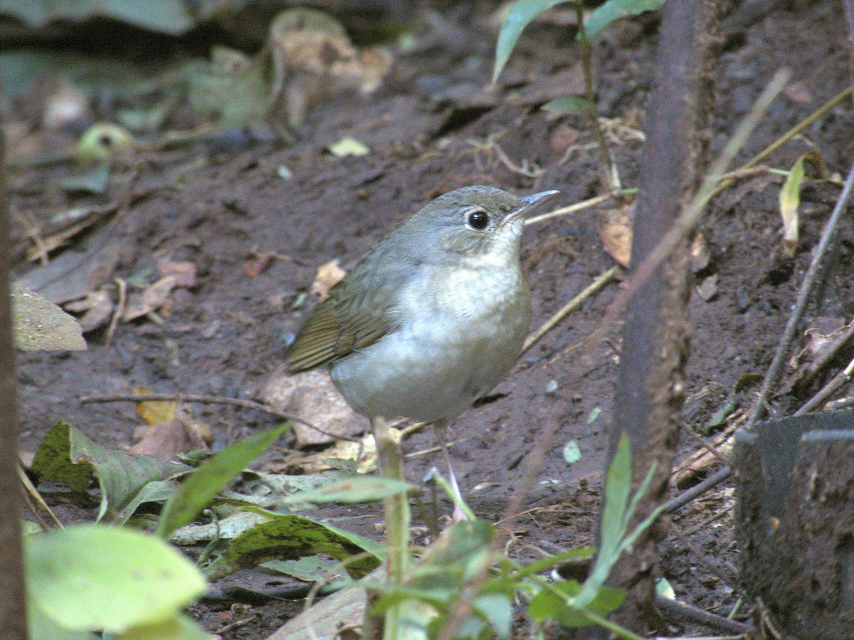 slavík modrohřbetý - ML646590014