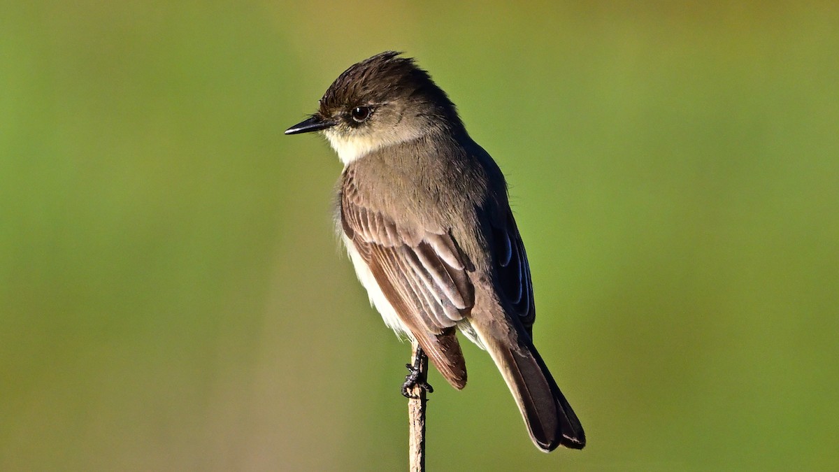 Eastern Phoebe - ML646590015