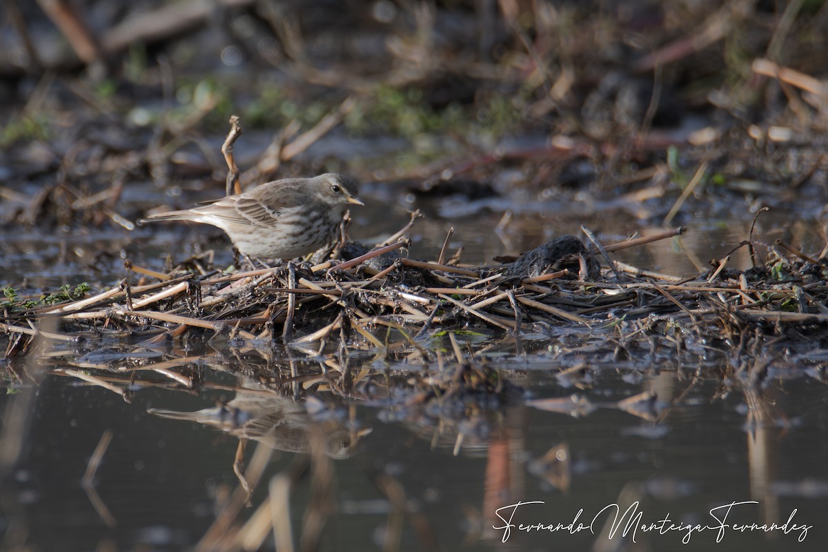 Water Pipit - ML646590016