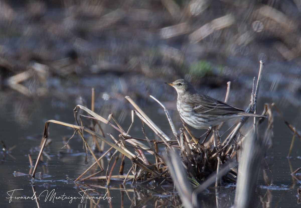 Water Pipit - ML646590017