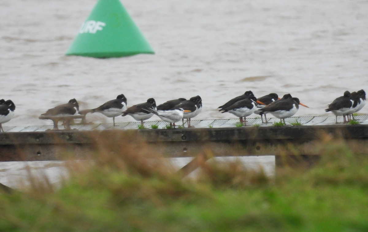 Lesser Crested Tern - ML646590019