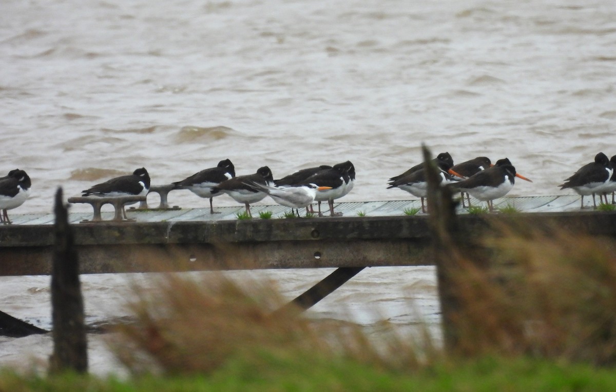 Lesser Crested Tern - ML646590020