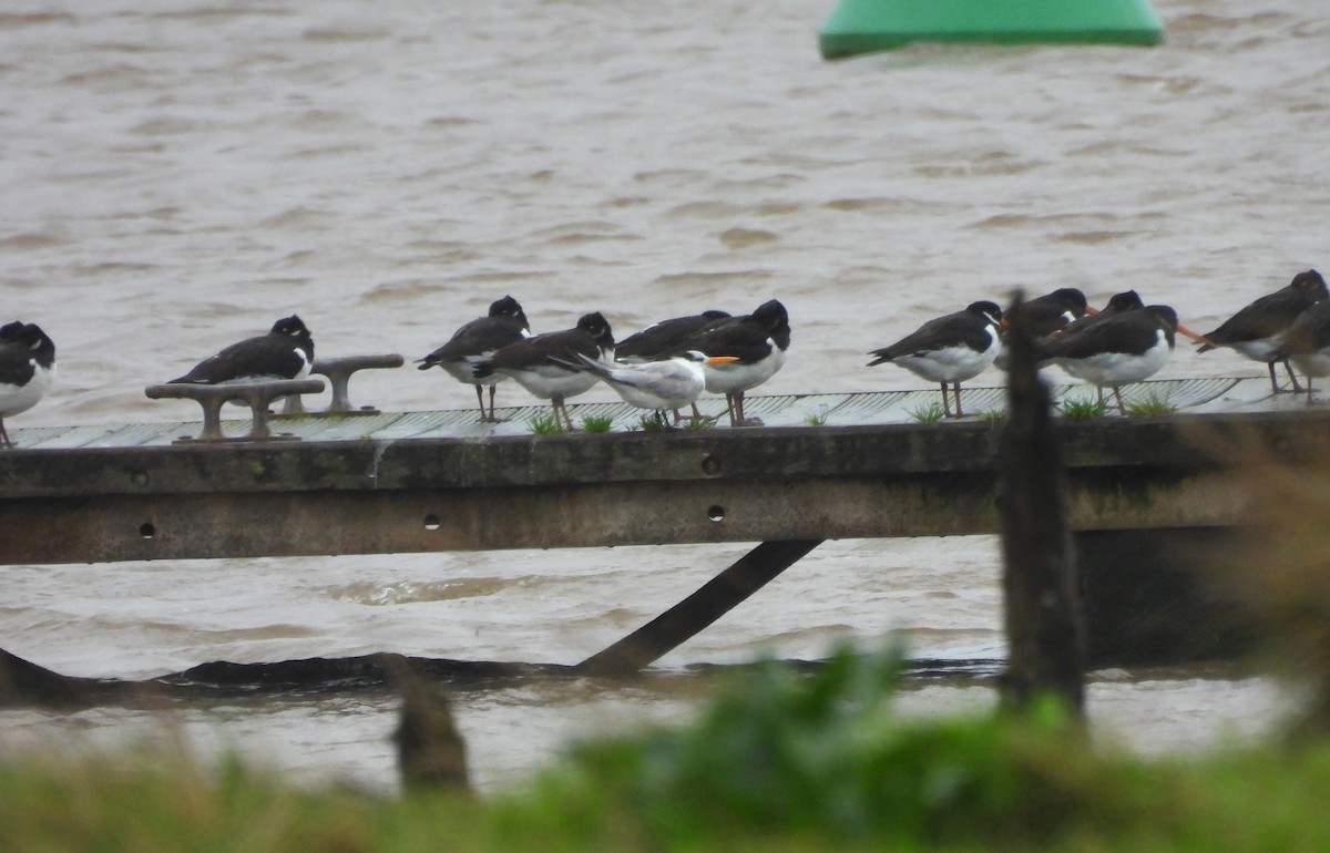 Lesser Crested Tern - ML646590021