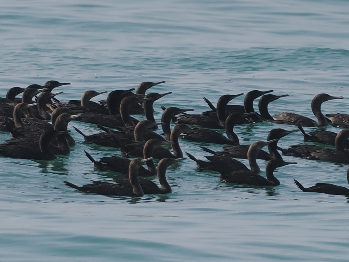 Socotra Cormorant - ML646590022