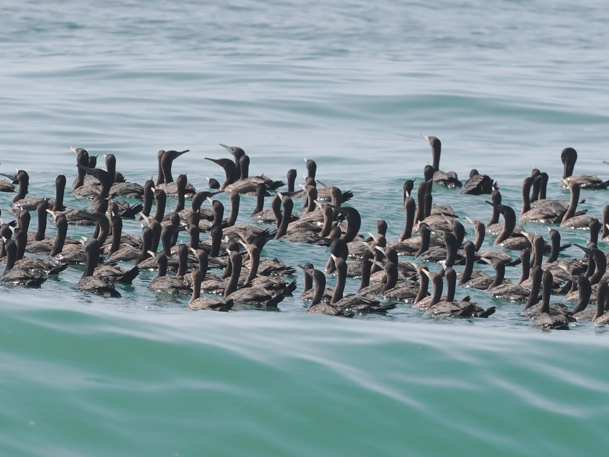 Socotra Cormorant - ML646590023