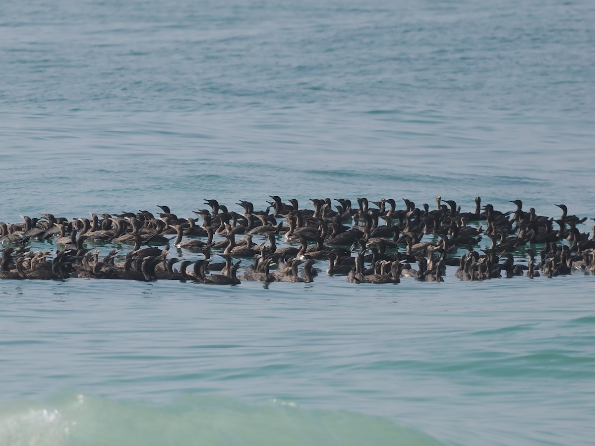 Socotra Cormorant - ML646590024