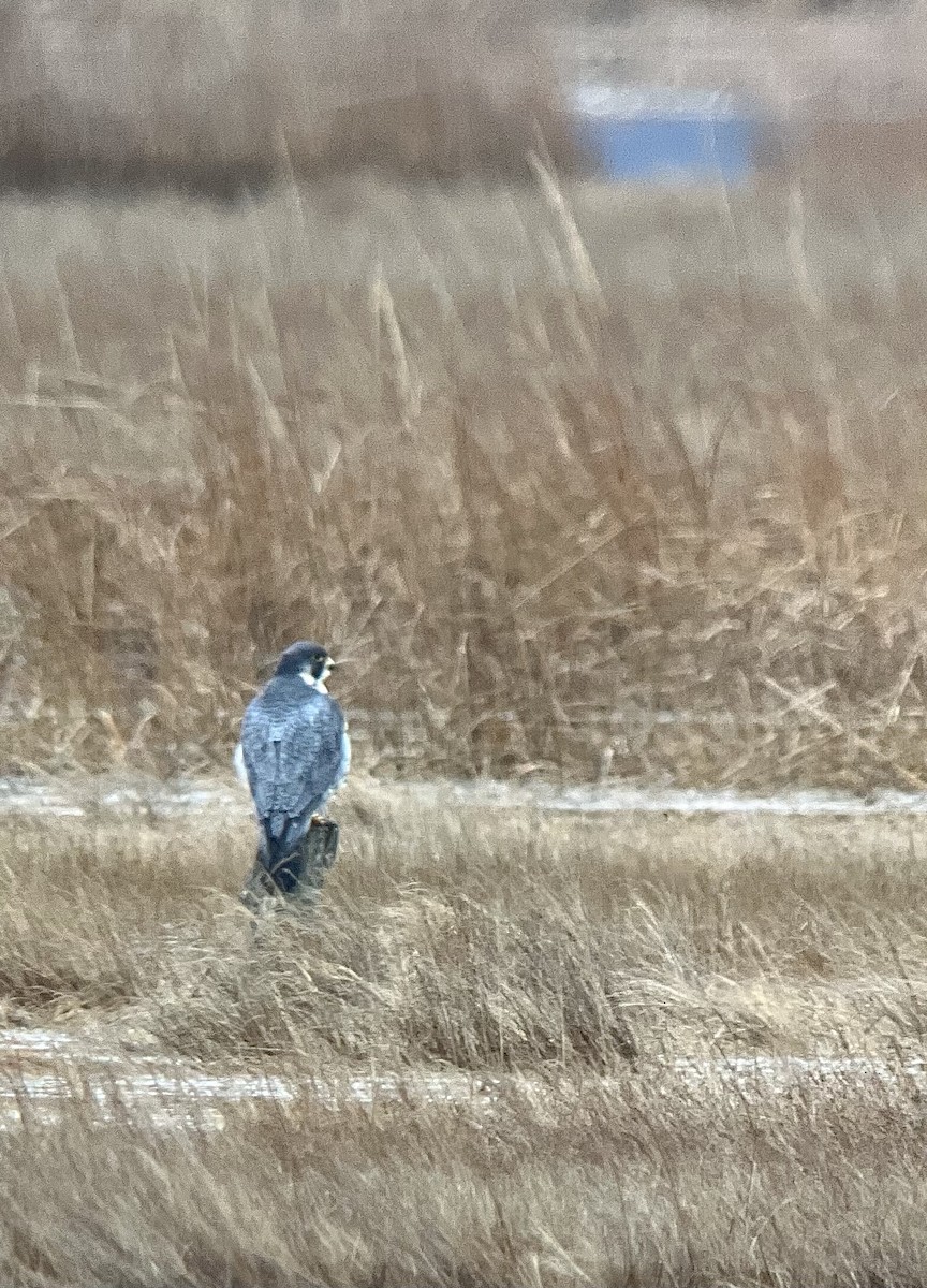 Peregrine Falcon (North American) - ML646590026