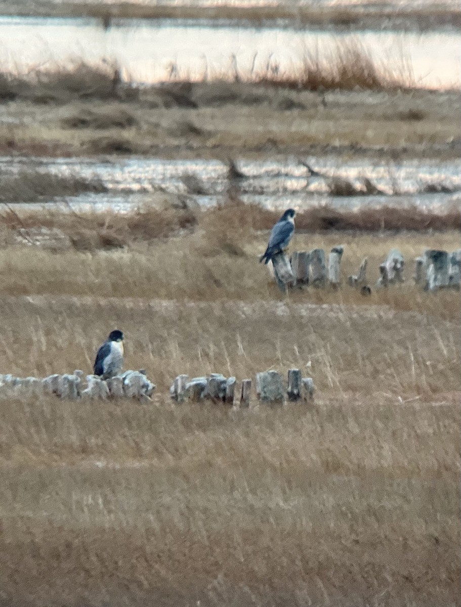 Peregrine Falcon (North American) - ML646590027