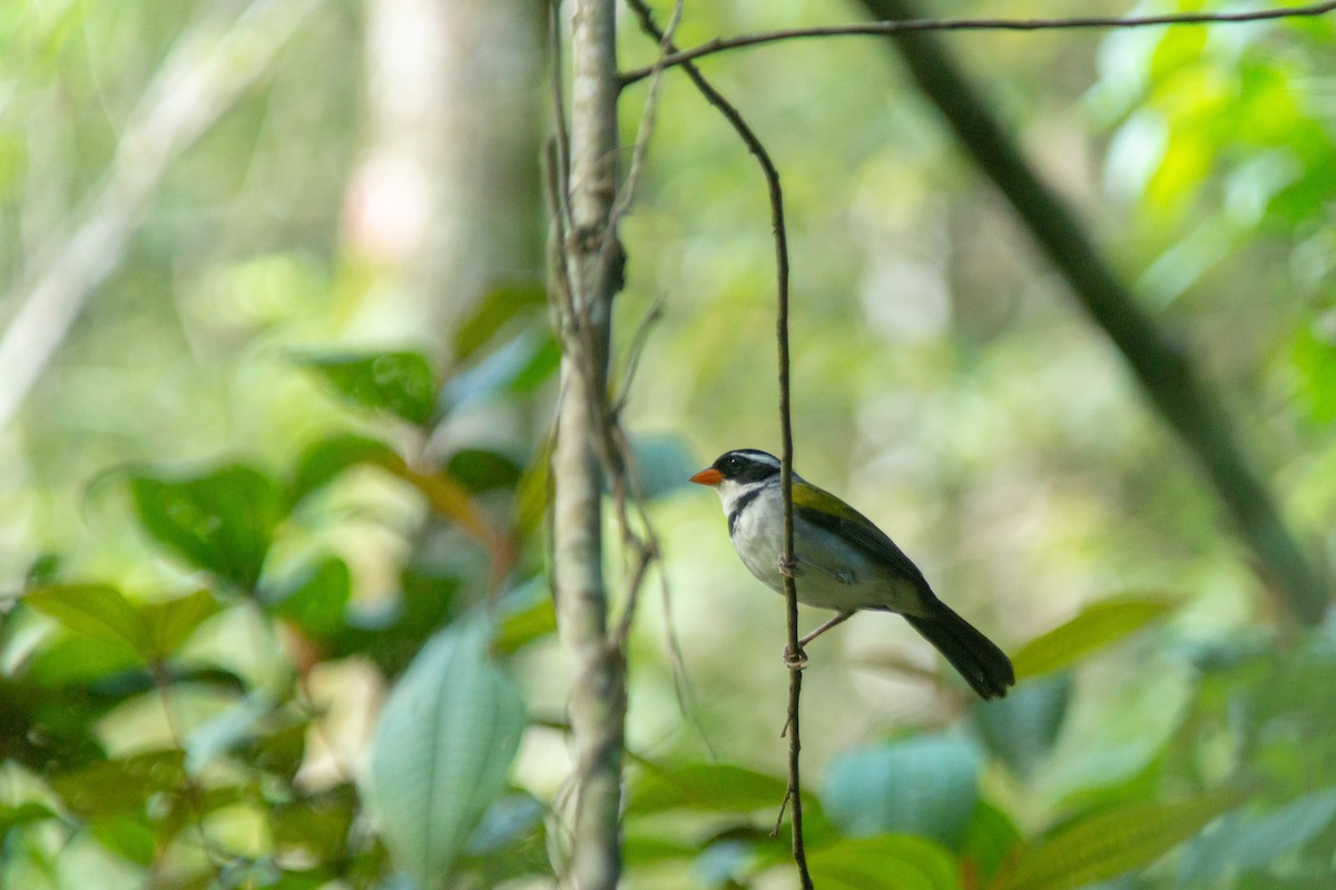 Saffron-billed Sparrow - ML646590029