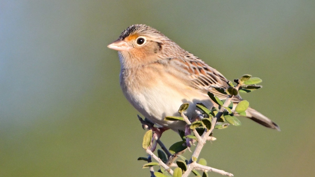 Grasshopper Sparrow - ML646590031