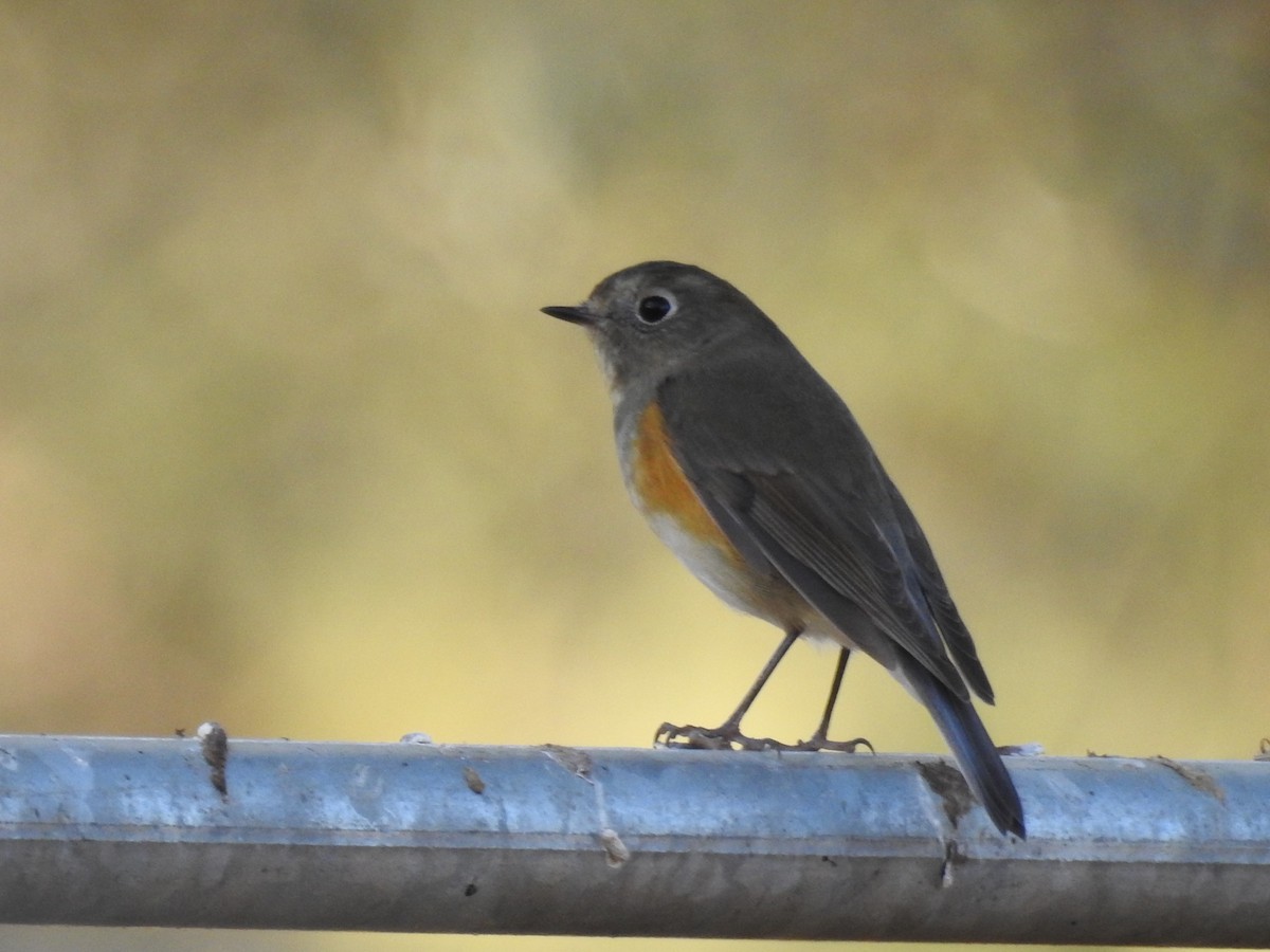 Red-flanked Bluetail - ML646590032