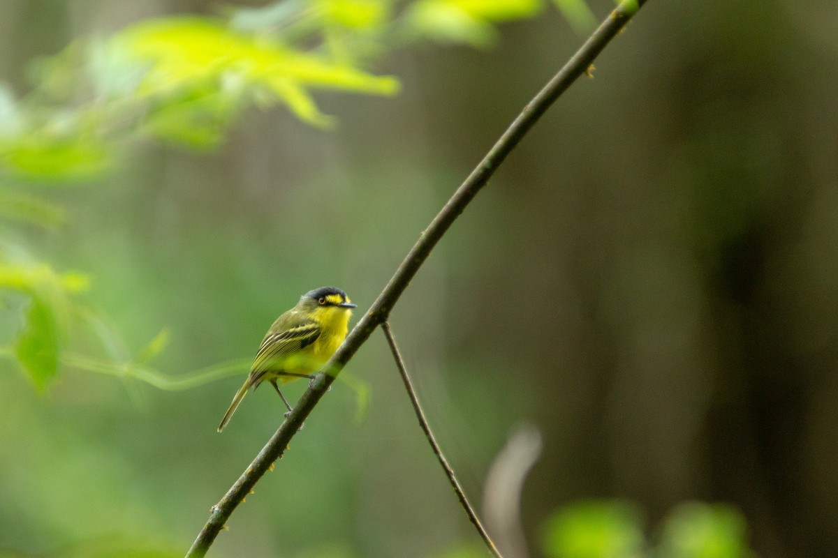 Todirostre à tête grise - ML646590033