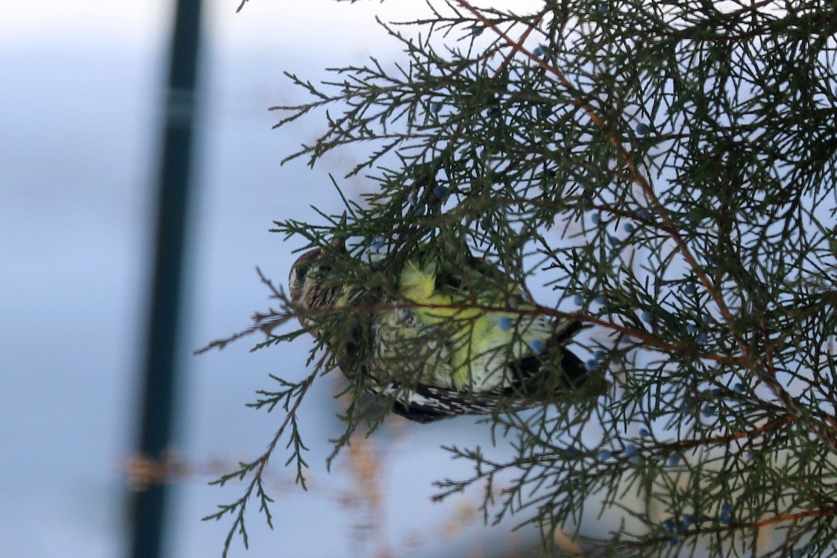 Yellow-bellied Sapsucker - ML646590036