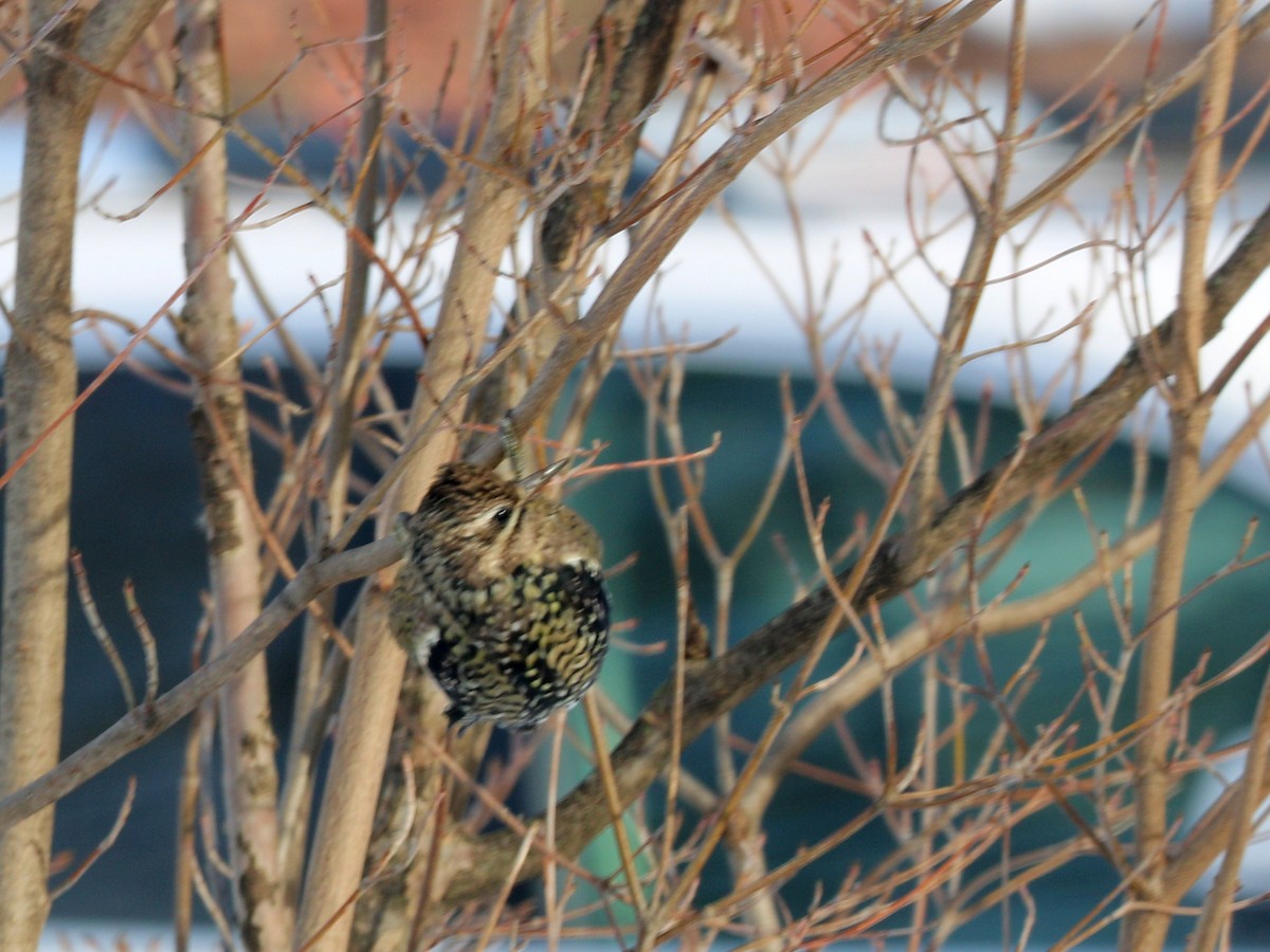 Yellow-bellied Sapsucker - ML646590037